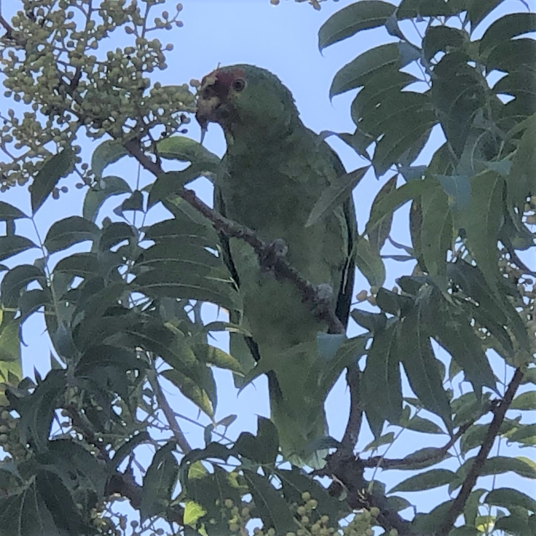 メキシコアカボウシインコ